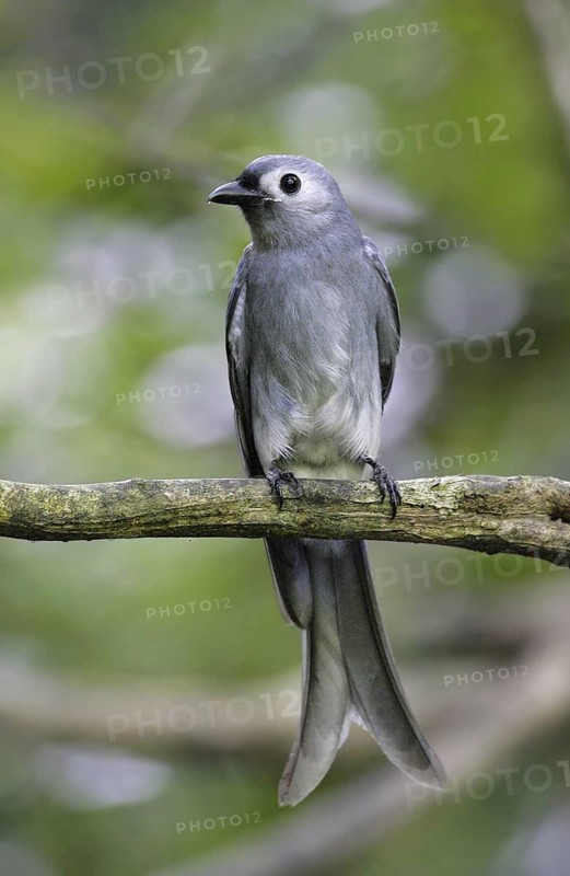 Ashy Drongo (Dicrurus leucophaeus leucogenis), Thailand