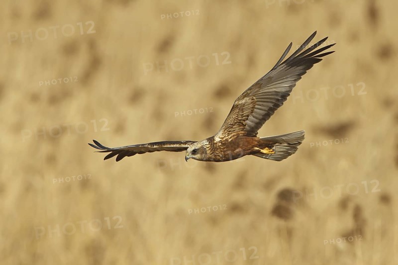 Western Marsh Harrier (Circus aeruginosus) flying, Rhineland-Palatinate, Germany
