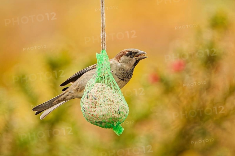 Male house sparrow (Passer domesticus) feeding on a hanging suet ball at a garden bird feeder, warm autumn background with soft natural bokeh, Germany