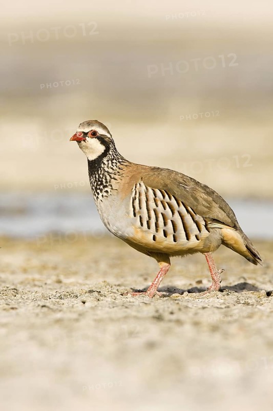 Red-legged Partridge (Alectoris rufa), Castile-La Mancha, Spain