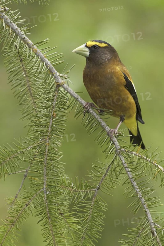 Evening Grosbeak (Hesperiphona vespertina) male, British Columbia, Canada