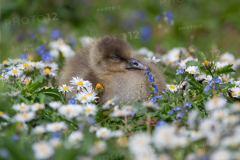 Greylag goose (Anser anser) juvenile baby gosling baby bird sleeping amongst Daisy and Speedwell spring flowers, England, United Kingdom