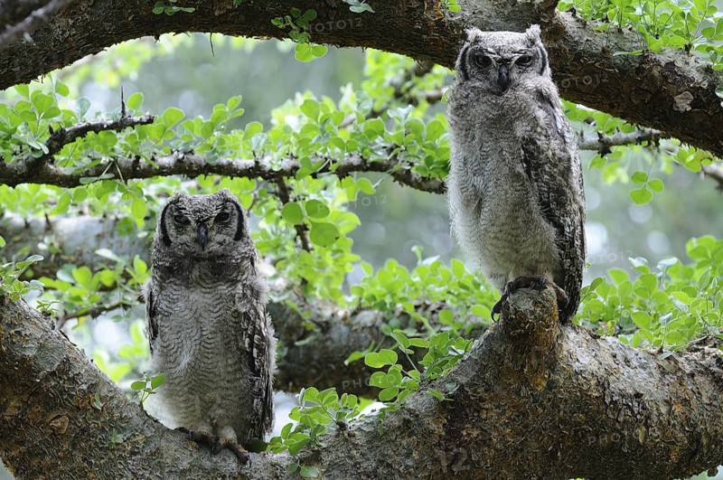Spotted Eagle-owl (Bubo africanus), Voi, Kenya