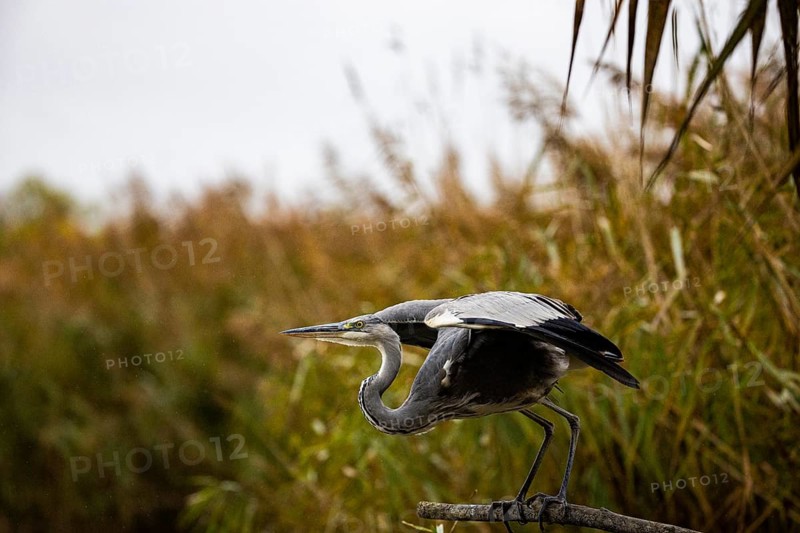 Grey heron (Ardea cinerea) Germany