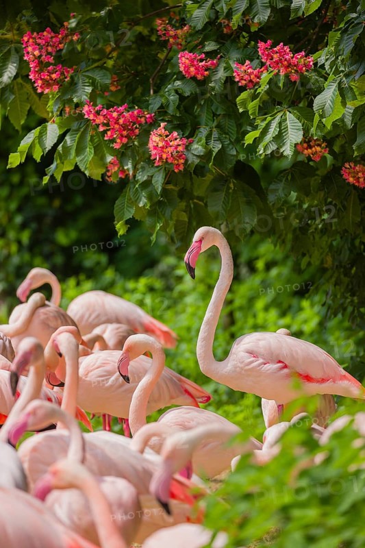 A colony of greater flamingo (Phoenicopterus roseus) stand under a blooming red horse-chestnuttree, Aesculus x carnea