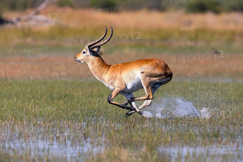 Red hartebeest, Africa, Botswana, (Kobus leche), Okovango Delta