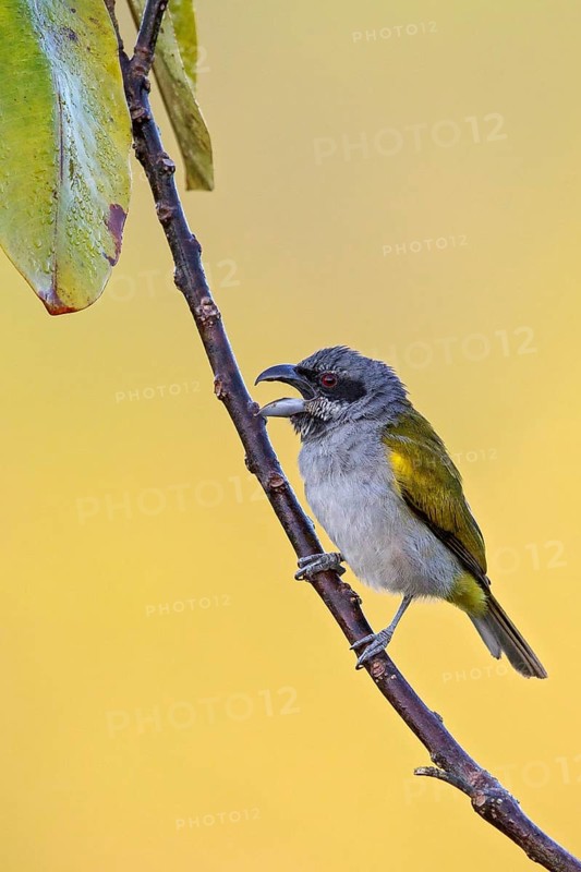 Yellow-shouldered Grosbeak (Parkerthraustes humeralis) perched on a branch in the Amazon of Brazil