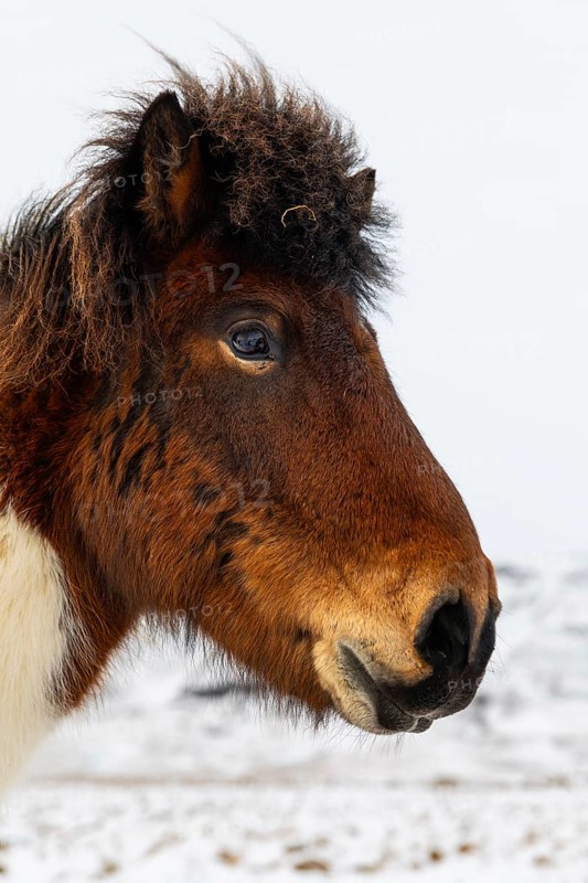 Icelandic horse (Equus ferus caballus), portrait, snow, winter, Iceland, Scandinavia