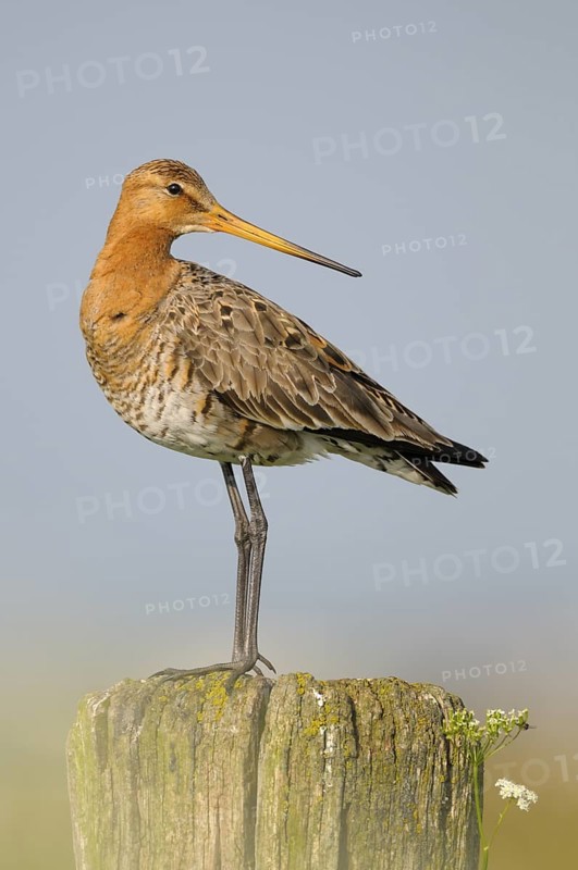 Uferschnepfe (Limosa limosa), Black-tailed Godwit, Altvogel auf Sitzwarte, Mai, Nijkerk, Niederlande