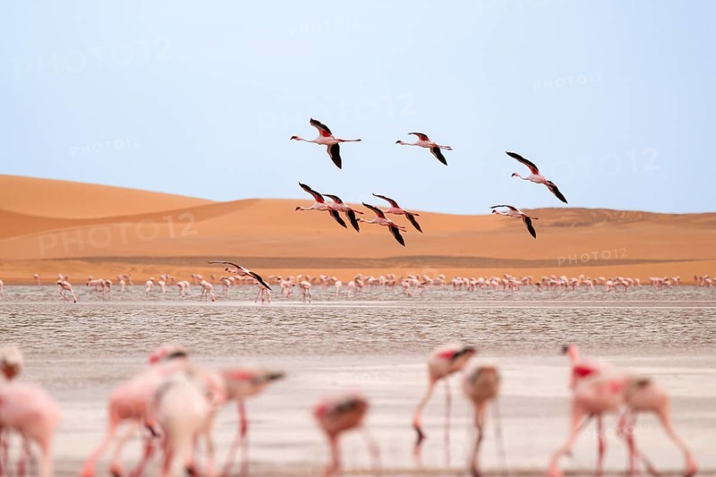 Lesser Flamingos (Phoeniconaias minor) in flight in front of the Namib Desert with lagoon, Walfish Bay, Erongo, Namibia