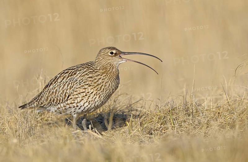 Grosser Brachvogel (Numenius arquata), Curlew, einzelner Altvogel, rufend, April, Insel Texel, Nordsee, Nordholland, Niederlande