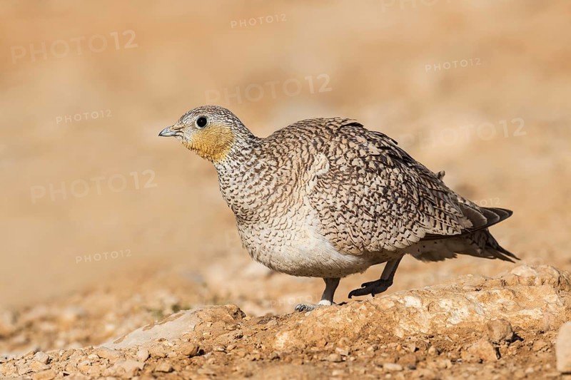 Crowned Sandgrouse (Pterocles coronatus) female, Negev, Israel