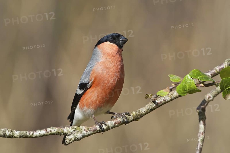Eurasian Bullfinch (Pyrrhula pyrrhula) male, Schleswig-Holstein, Germany