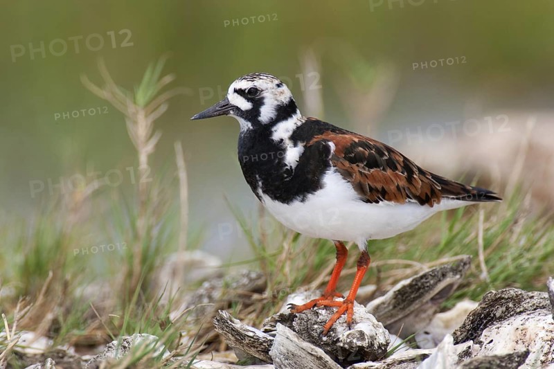 Ruddy Turnstone (Arenaria interpres), Texas, USA