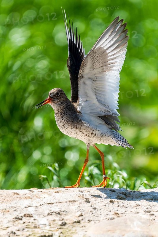 A bird with raised wings balancing on a rock in the light, Redshank, (Tringa totanus), France
