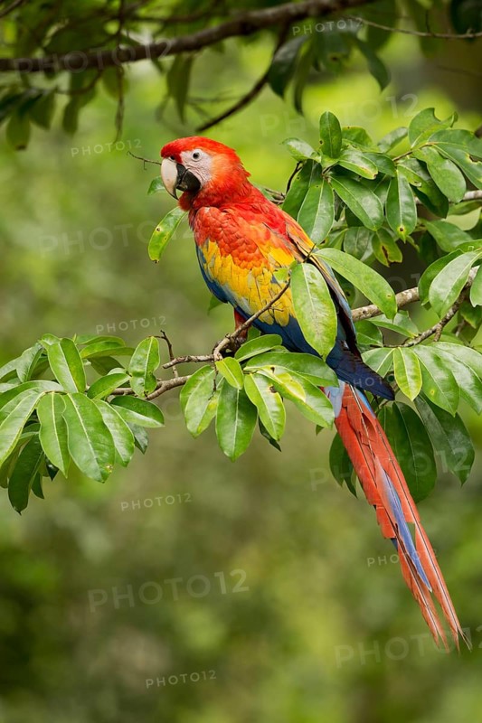 Scarlet Macaw (Ara macao) perched on a branch in Costa Rica, Central America