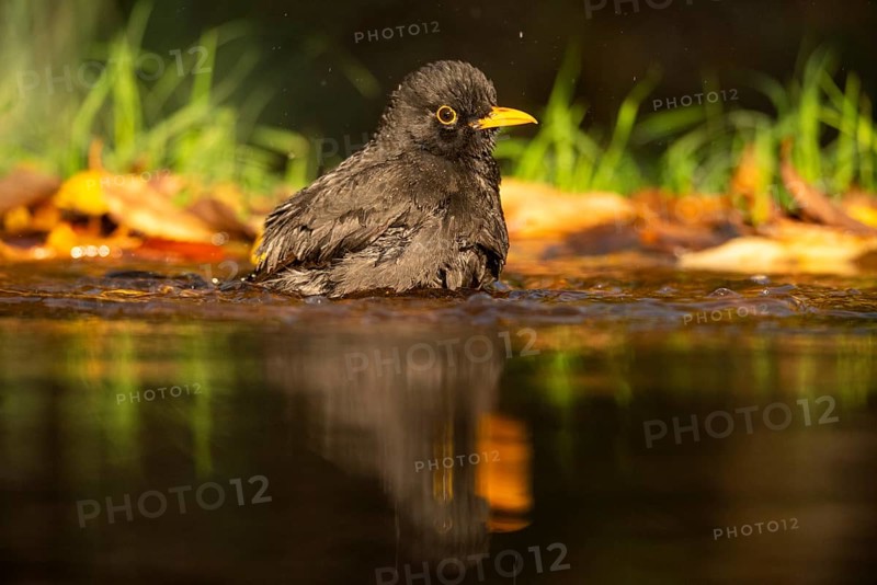 A common blackbird (Turdus merula) enjoys a refreshing bath in a forest pond, surrounded by vibrant greenery and sunlight