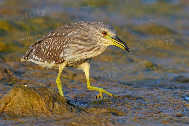 Black-crowned Night Heron, Night Heron, Black-crowned Night-Heron, Nycticorax nycticorax, Bihoreau gris, Héron bihoreau, Martinete Común Muscat, Quarayyat, Muscat, Oman