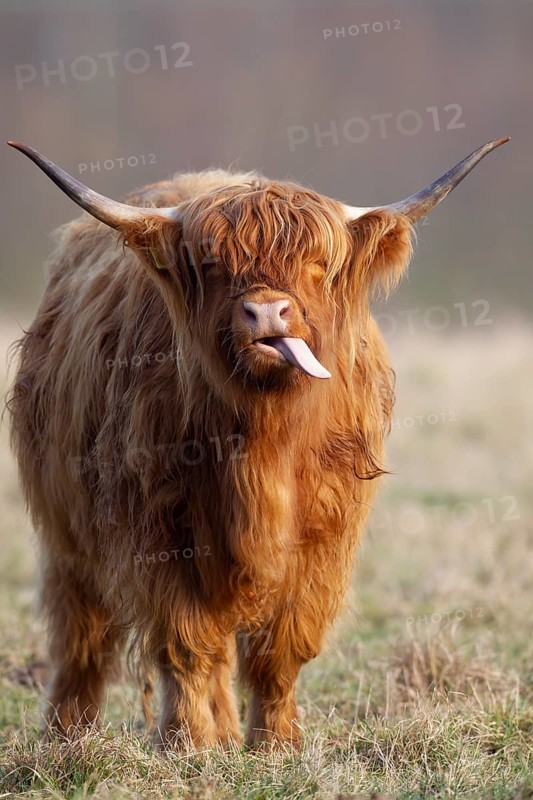 Highland cattle or cow (Bos taurus taurus) adult farm animal sticking its tongue out in a grass field, England, United Kingdom