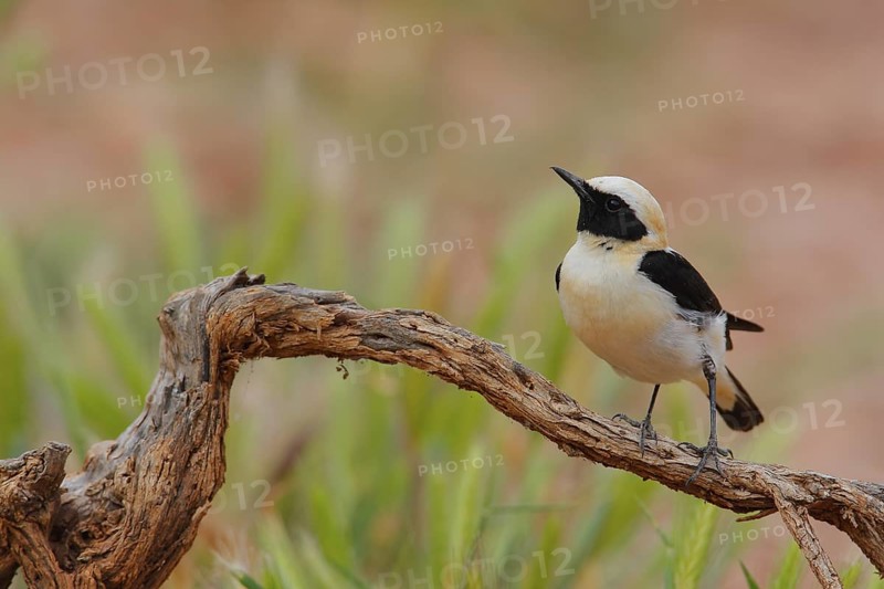 Black-eared Wheatear (Oenanthe hispanica) male perched on a branch, Andalusia, Spain