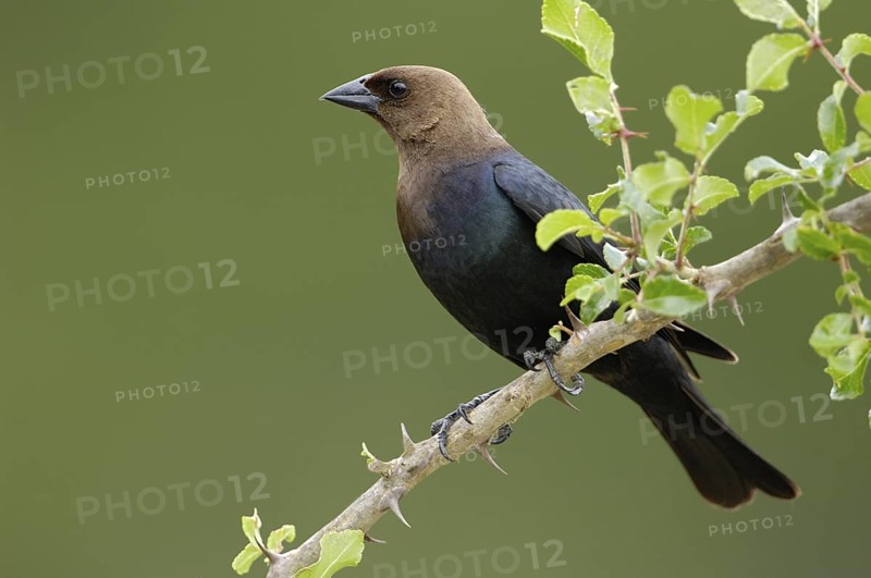Brown-headed Cowbird (Molothrus ater), Texas, USA