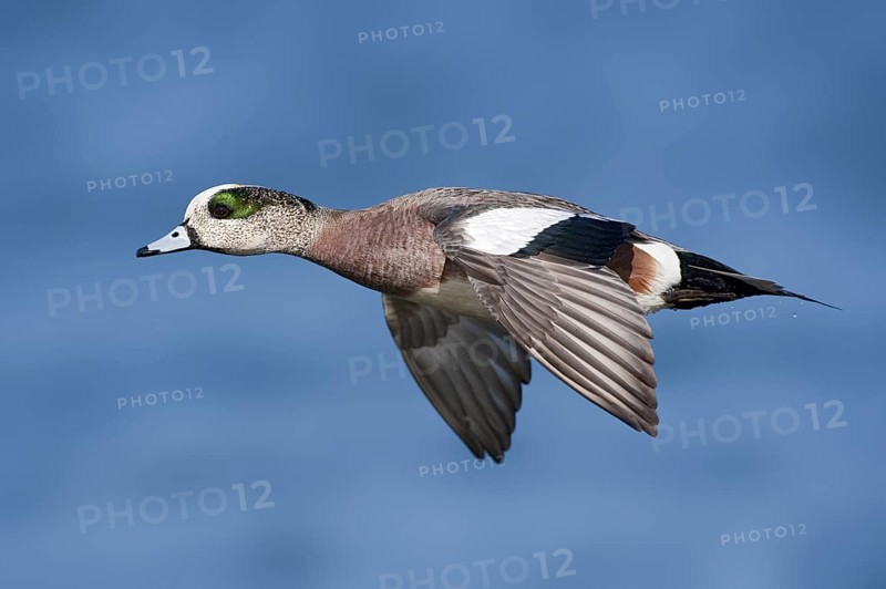 American Wigeon (Mareca americana) male flying, British Columbia, Canada