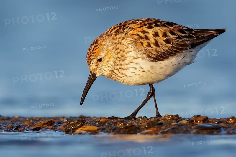 Western Sandpiper (Calidris mauri) feeding along a river in Nome, Alaska