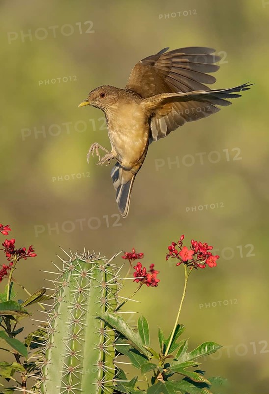 Clay-colored Thrush (Turdus grayi) approaching a cactus, Texas, USA