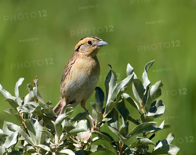 A Le Conte's Sparrow, Toxostoma lecontei, perches in the grass in a Saskatoon field, in Saskatchewan, Canada