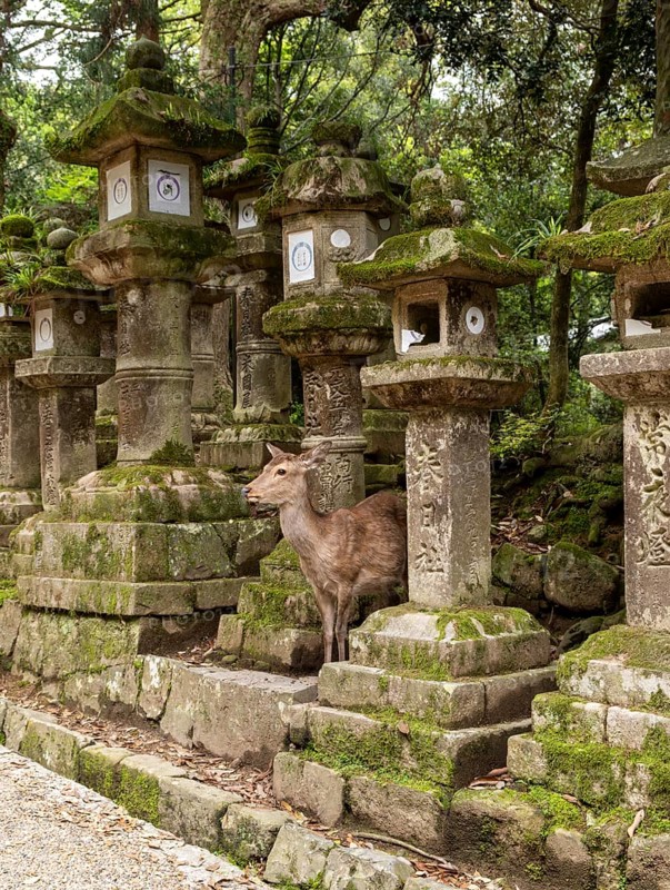 Deer and stone lanterns, Kasuga-taisha shrine, Nara, Japan