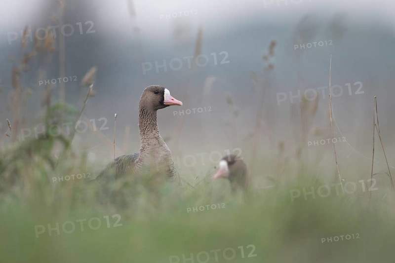 Greater White-fronted Goose (Anser albifrons), North Rhine-Westphalia, Germany