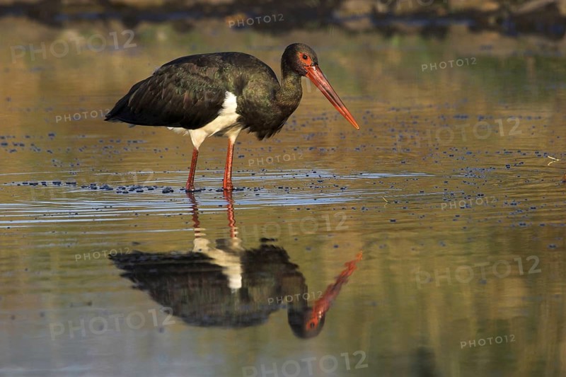 Black Stork (Ciconia nigra) foraging, Castile-La Mancha, Spain