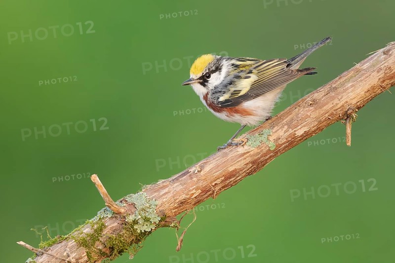 Chestnut-sided Warbler (Setophaga pensylvanica) perched on a branch, Texas, USA