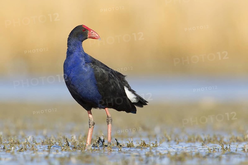 Australasian Swamphen (Porphyrio melanotus melanotus), Victoria, Australia