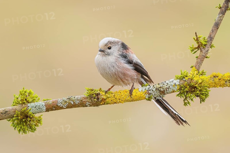 Long-tailed Tit (Aegithalos caudatus) sitting on a branch overgrown with lichen and moss, Wildlife, Animals, Birds, Tits, Siegerland, North Rhine-Westphalia, Germany