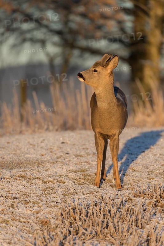 Roe deer on hoar frosted meadow at minus 15 °C at sunrise. Trees and dead stinging nettle in background