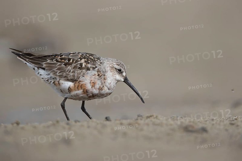 Curlew Sandpiper (Calidris ferruginea) foraging, Mecklenburg-Western Pomerania, Germany