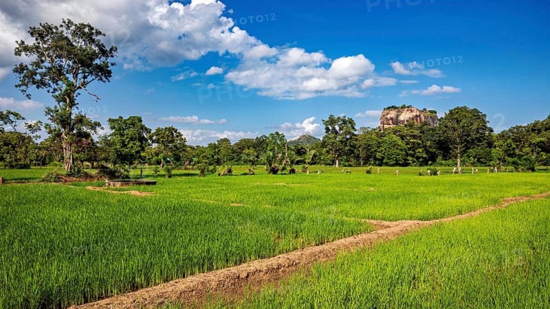 Green rice paddies under a blue sky with scattered clouds, rice paddies on Lion Rock near Sigiriya in Sri Lanka