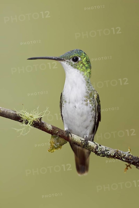 Andean Emerald (Amazilia franciae), Ecuador