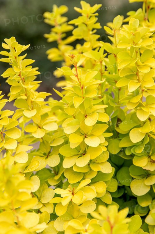 Yellow barberry (Berberis thunbergii 'Maria'), BS Sämann, Germany
