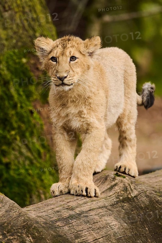 Asiatic lion (Panthera leo persica) standing on a tree trunk, captive