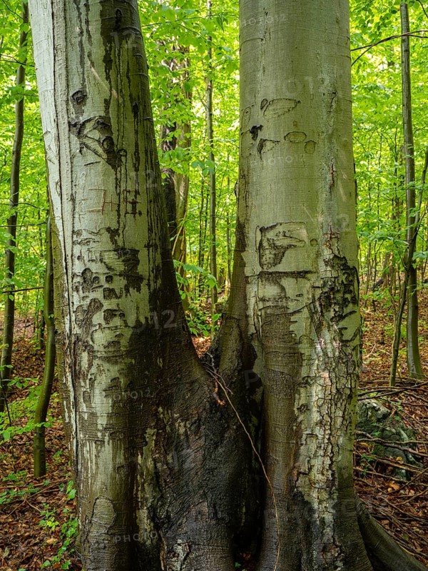 Beech trees in the Felsenmeer nature reserve, near Hemer in the Sauerland region