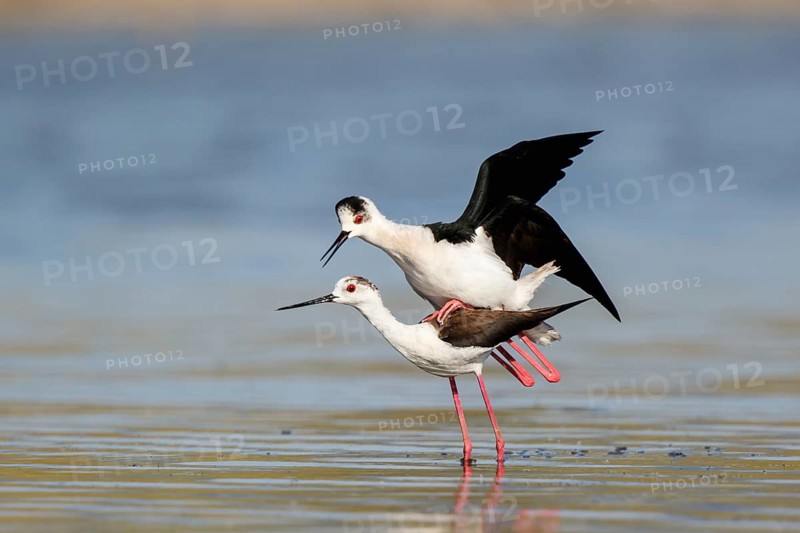 Black-winged Stilt (Himantopus himantopus) pair mating, Lesvos, Greece