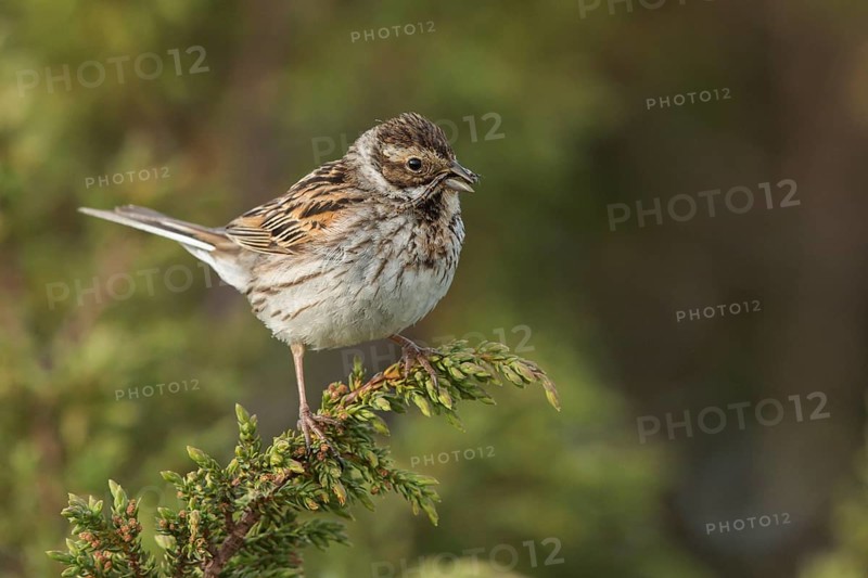 Common Reed Bunting (Emberiza schoeniclus) female, Dalarna, Sweden