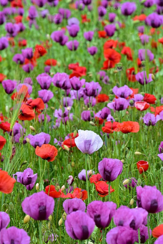 Field with poppies, red poppy (Papaver somniferum) and pink poppy, Bavaria, Germany