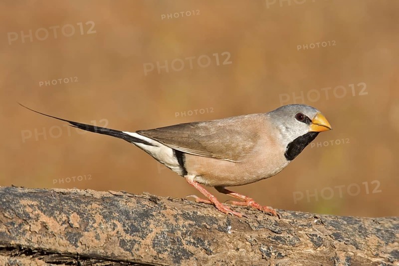 Long-tailed Finch (Poephila acuticauda), Kimberley, Western Australia, Australia