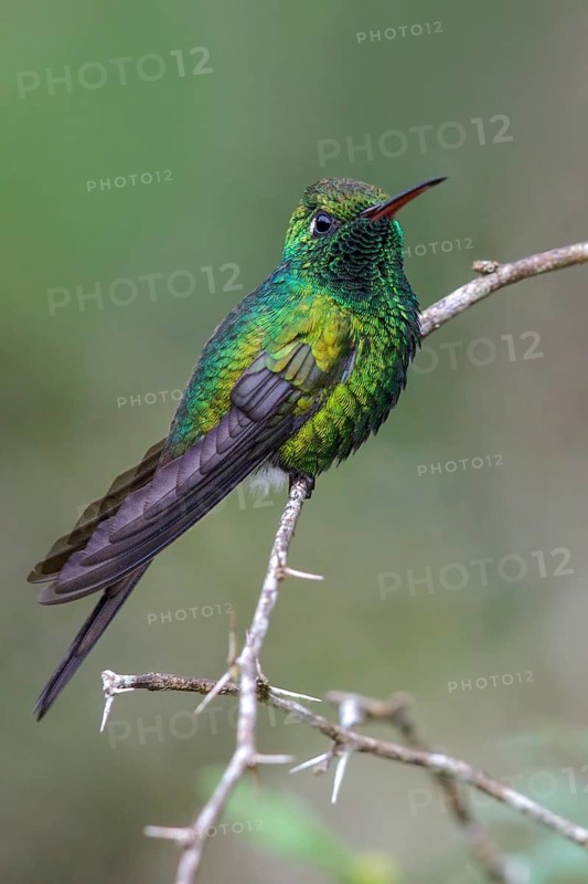 Cuban Emerald (Chlorostilbon ricordii) perched on a branch in Cuba