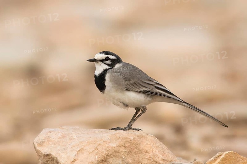White Wagtail (Motacilla alba subpersonata), Morocco
