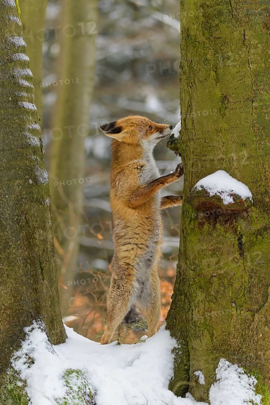 Red fox (Vulpes vulpes), standing up against a tree in a snowy forest, surrounded by trees and green moss, Czech Republic