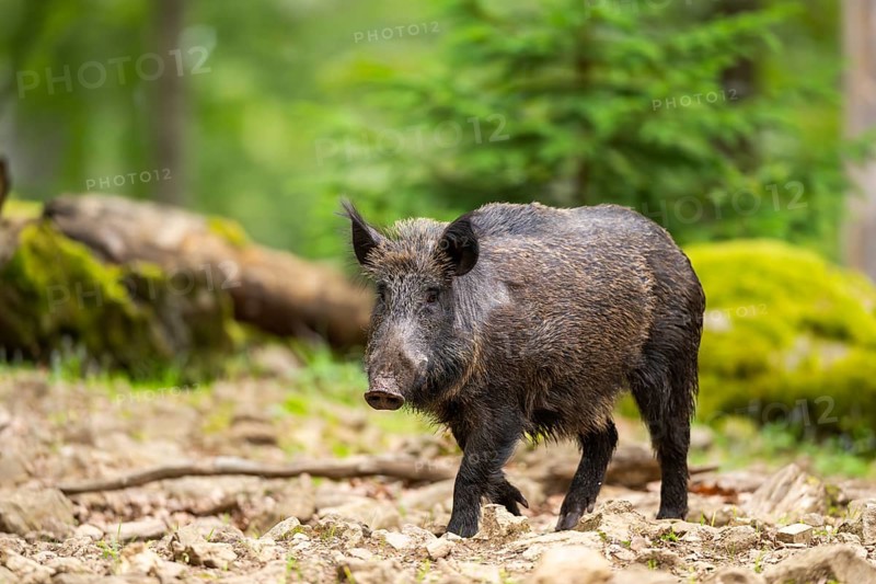 Wild boar (Sus scrofa) walking in a forest, Bavaria, Germany